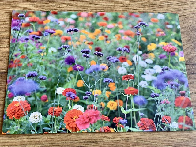 Postkarte Bunte Wiese (art+nature)