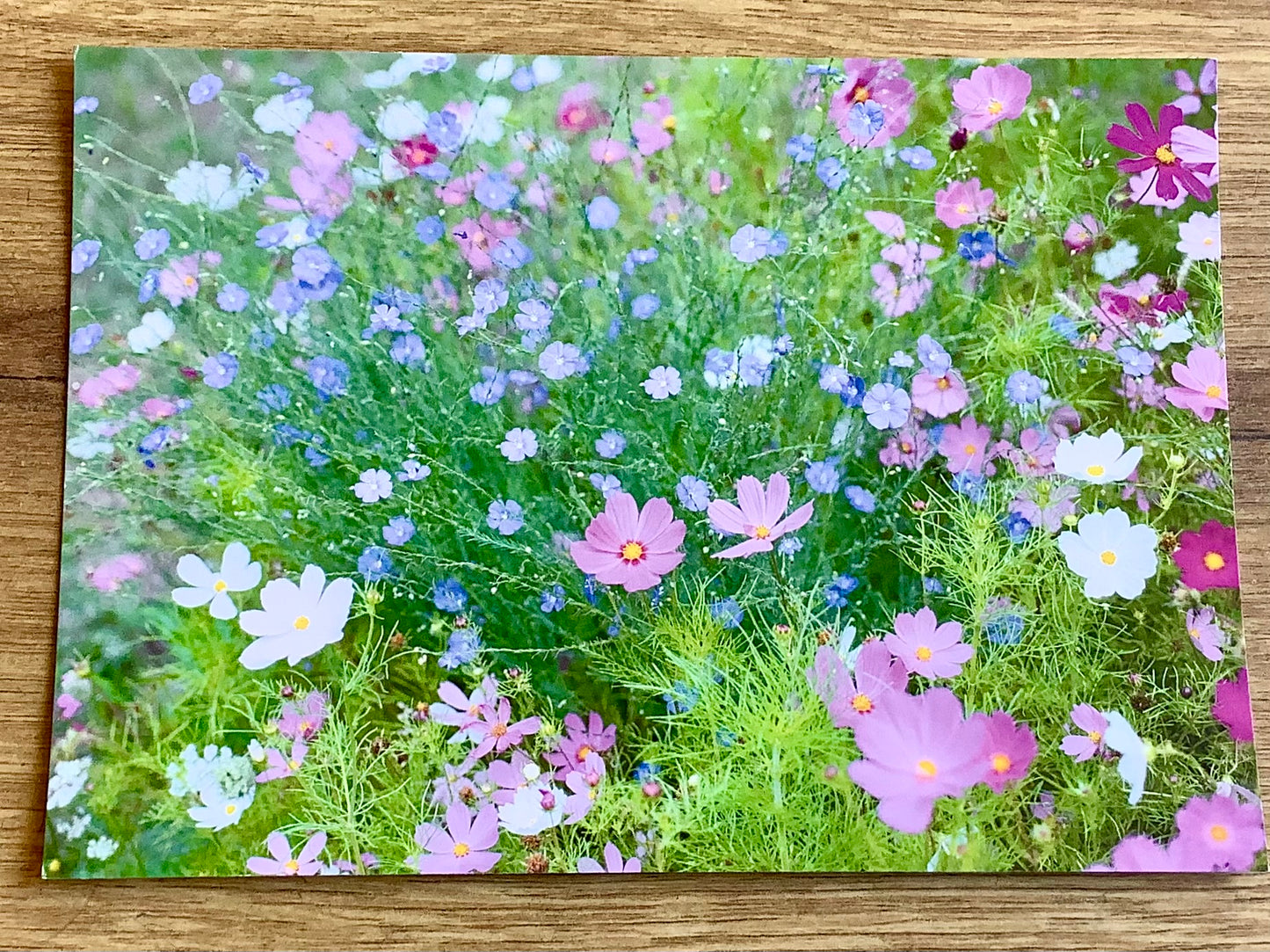 Postkarte Cosmeen und Blauer Lein (A. Fleischhauer) B6