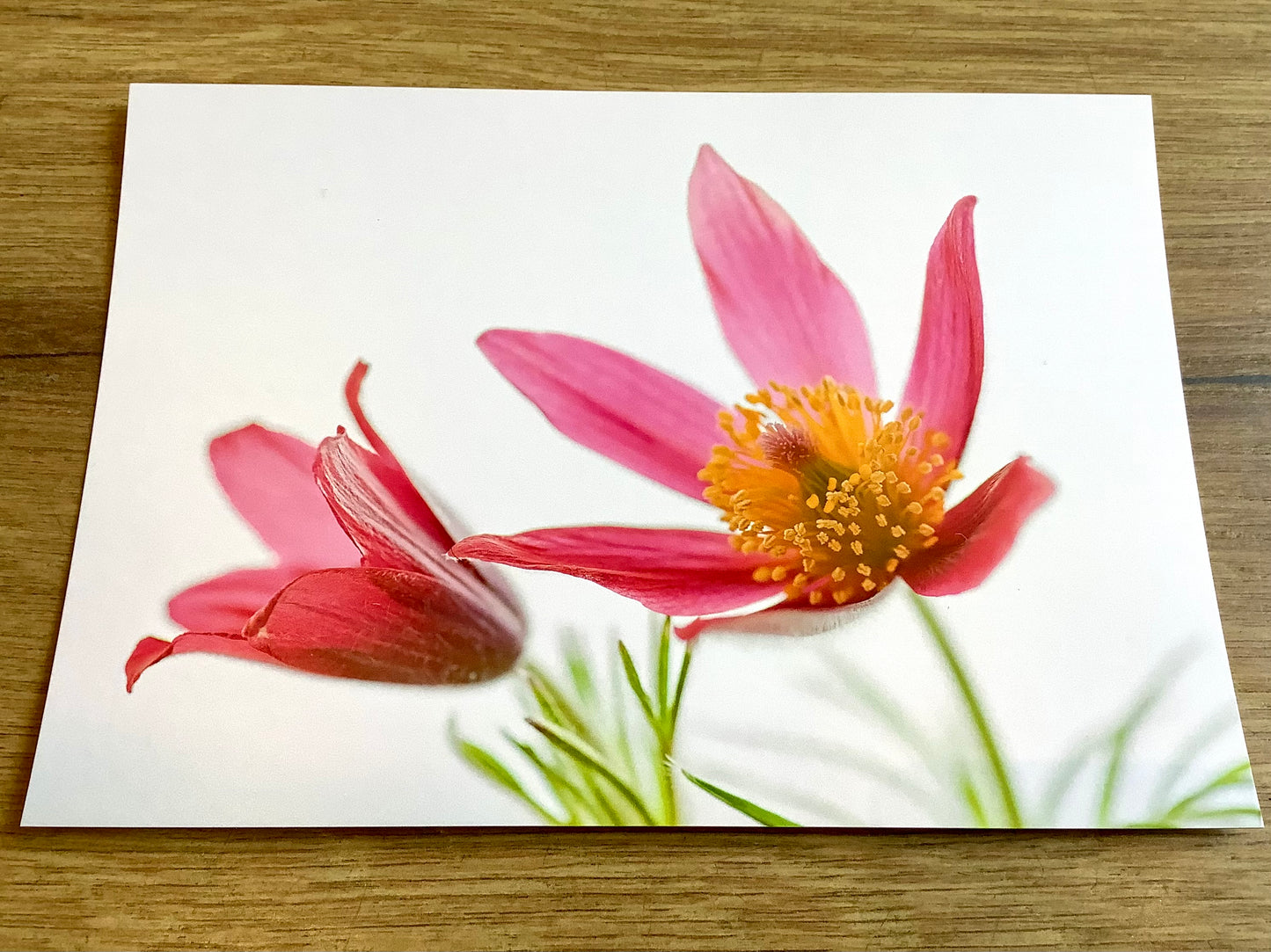 Postkarte Rote Küchen-Kuhschelle (art+nature) B6