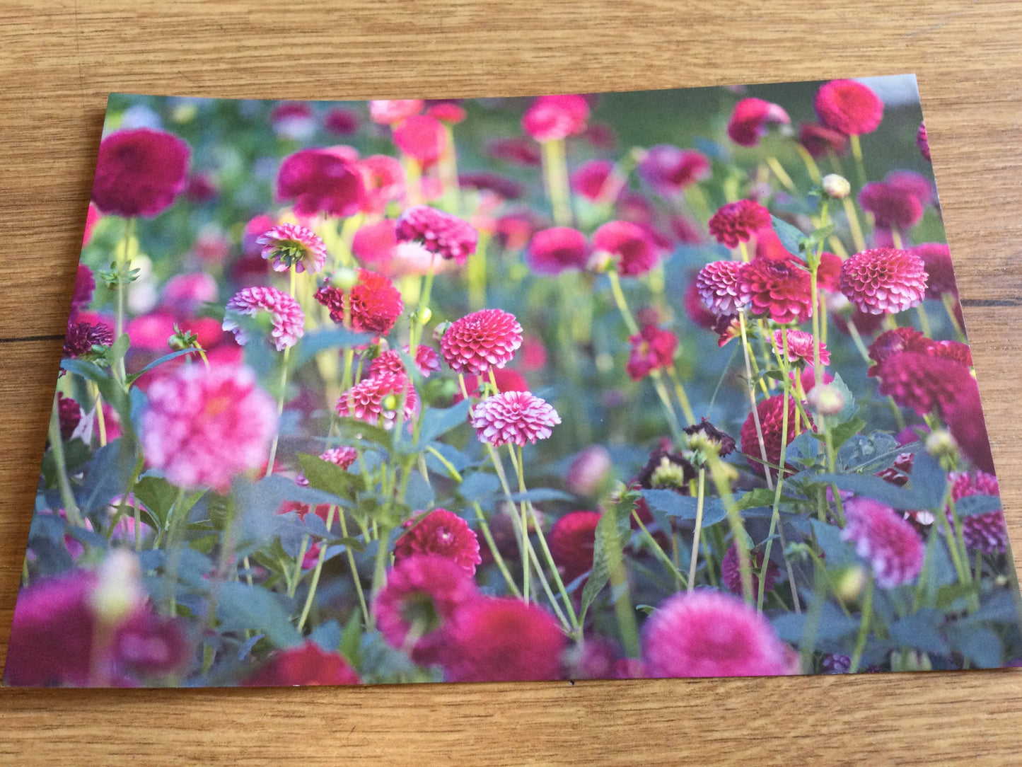 Postkarte Dahliengarten (art+nature) B6