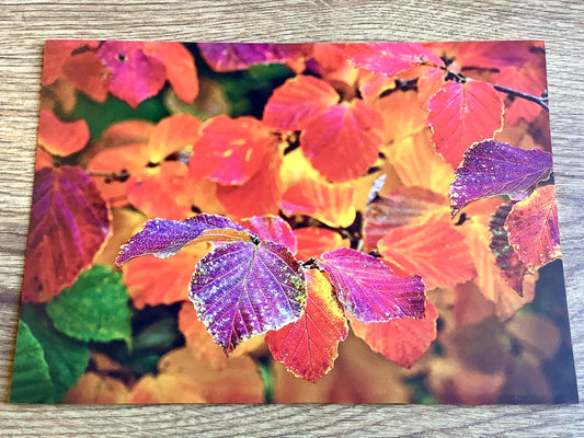 Postkarte Buchenblätter (Magda Wasiczek)