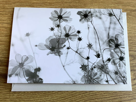 Beileidskarte Cosmeen schwarz-weiß (art+nature) mit Einleger