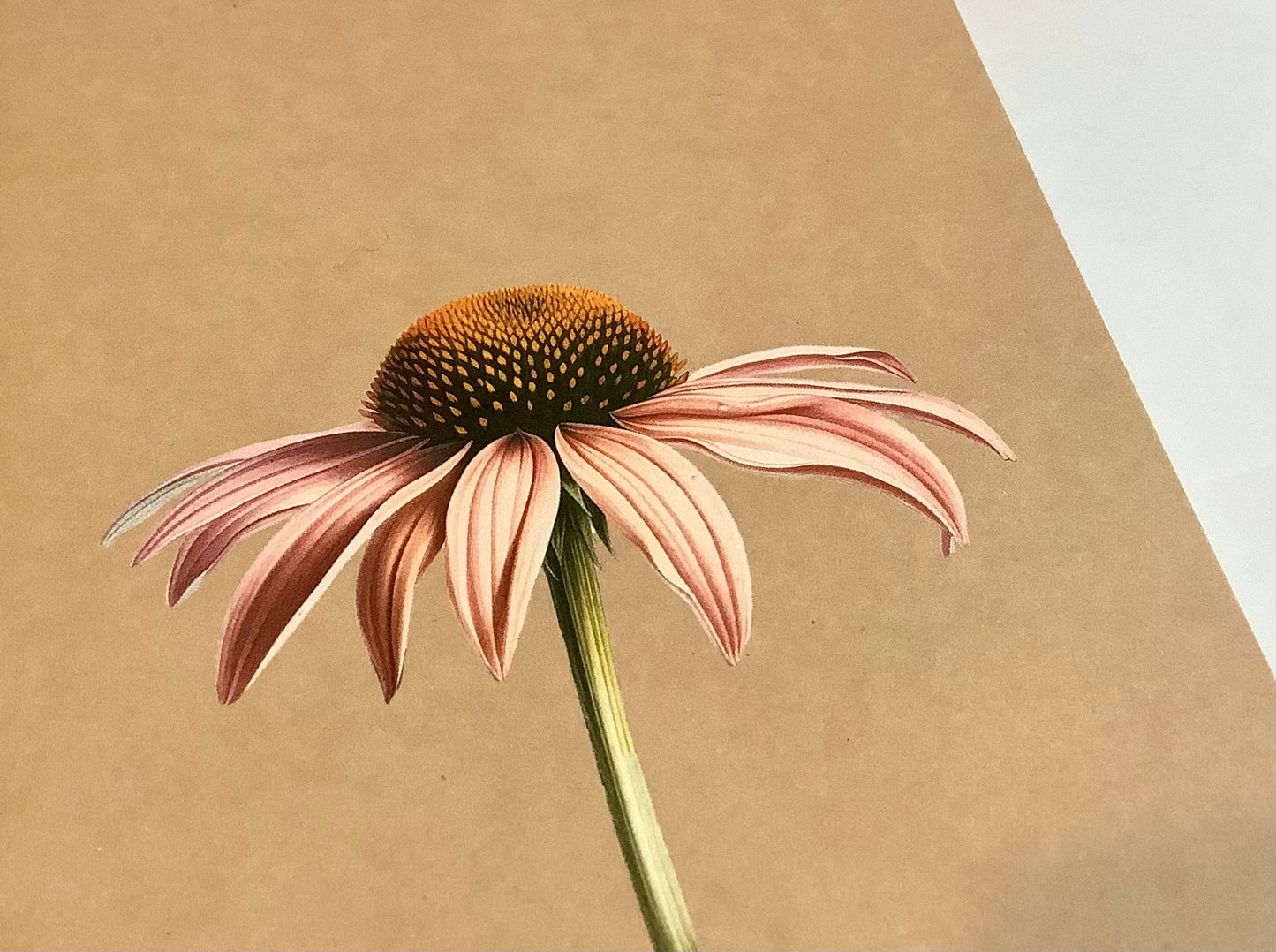 Doppel-Klappkarte A6 Blüten ("30x40") Leporellokarte°