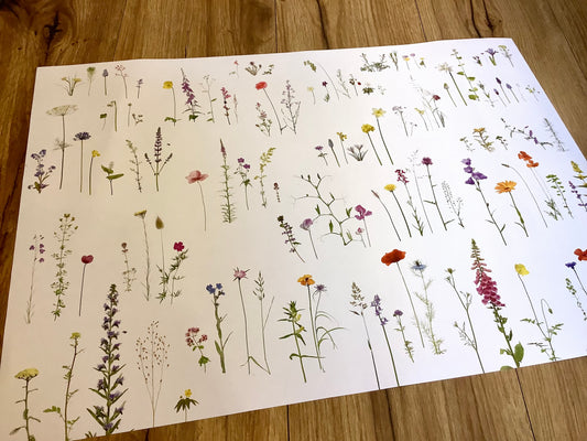 Geschenkpapier Gräser Zwiebelblüher Recyclingpapier 42x60cm°