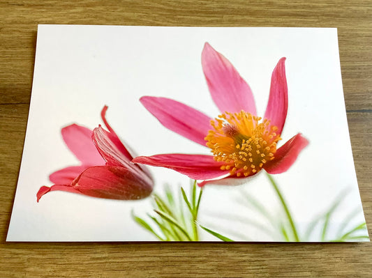 Postkarte Rote Küchen-Kuhschelle (art+nature) B6