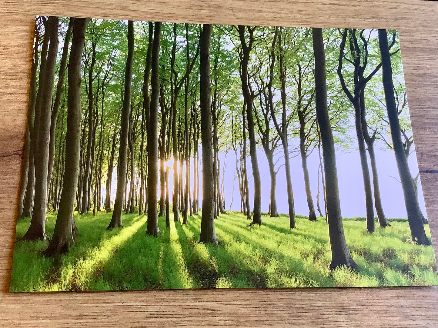 Postkarte Waldlichtung (Sandra Bartocha)