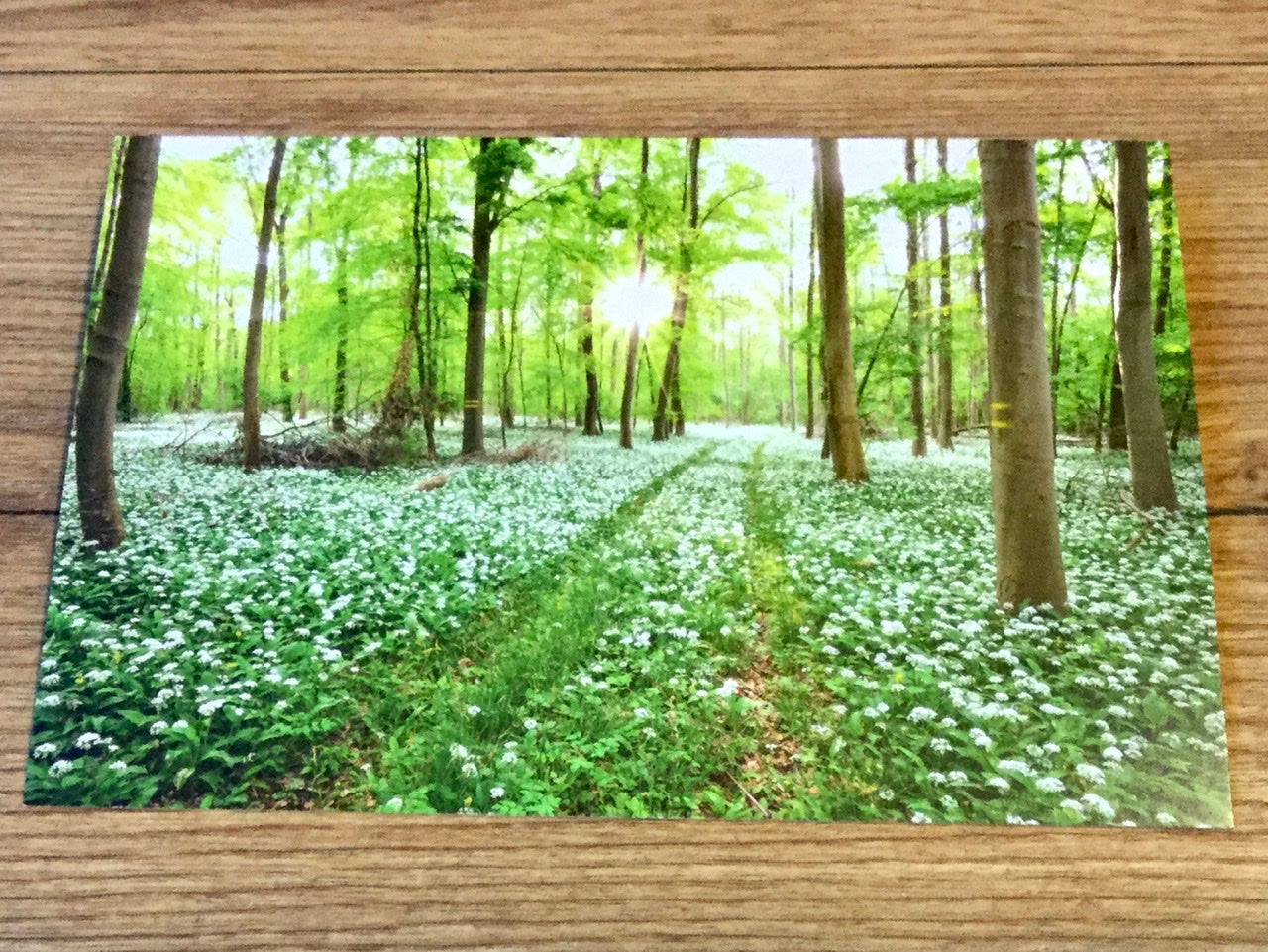 Postkarte Bärlauchwald (art+nature) - Polly Paper - Umweltfreundliche Schreibwaren