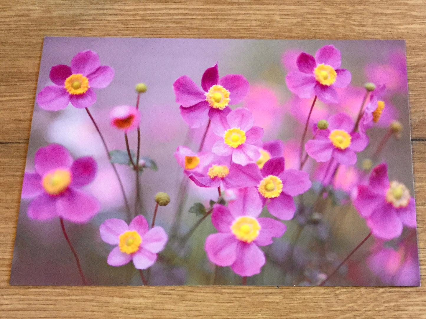 Postkarte Herbstanemonentraum (art+nature) B6