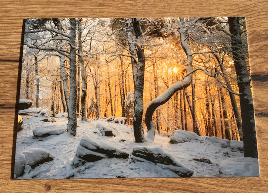 Postkarte Winterleuchten (art+nature)
