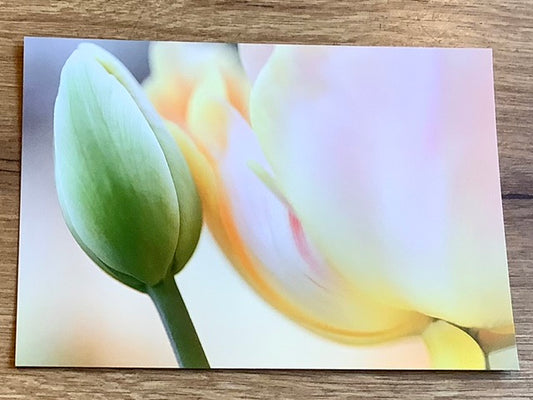 Postkarte Tulpenliebe II (art+nature) B6