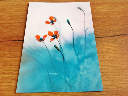 Postkarte Orange Blüten (Magda Wasiczek)