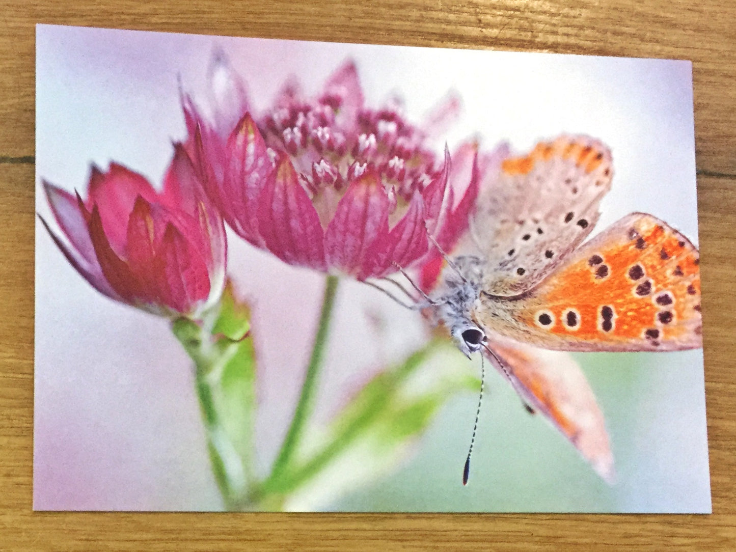 Postkarte art+nature Sterndolde+Schmetterling