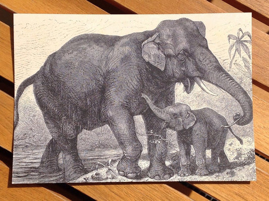 Postkarte Elefanten (Schnur-Verlag) - Polly Paper