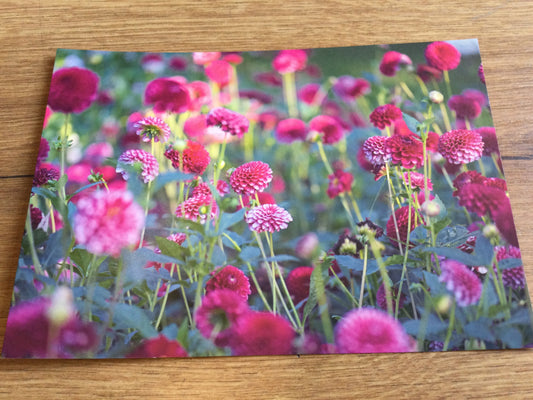 Postkarte Dahliengarten (art+nature) B6