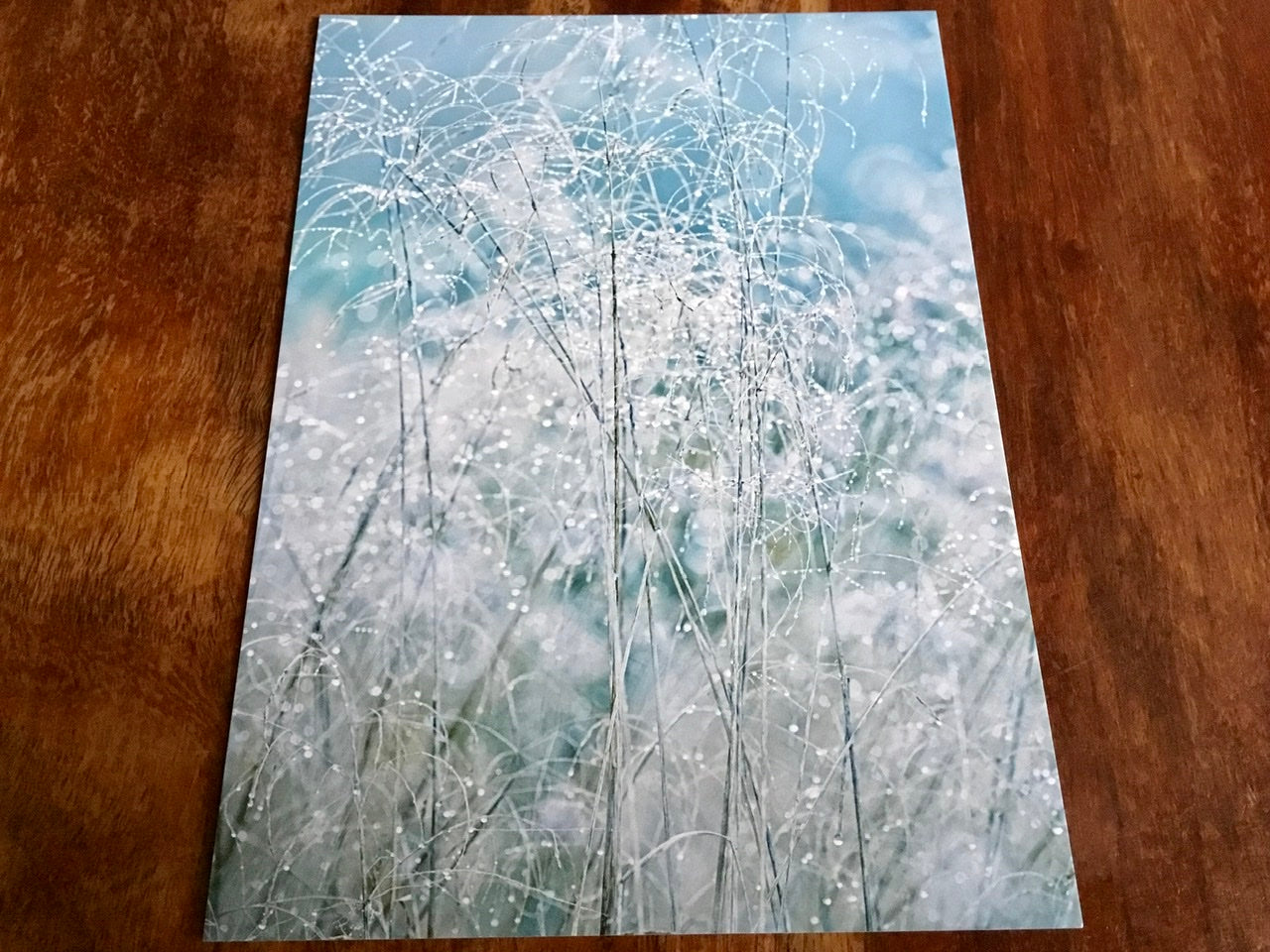 Postkartenmotiv: Rutenhirse, graublau